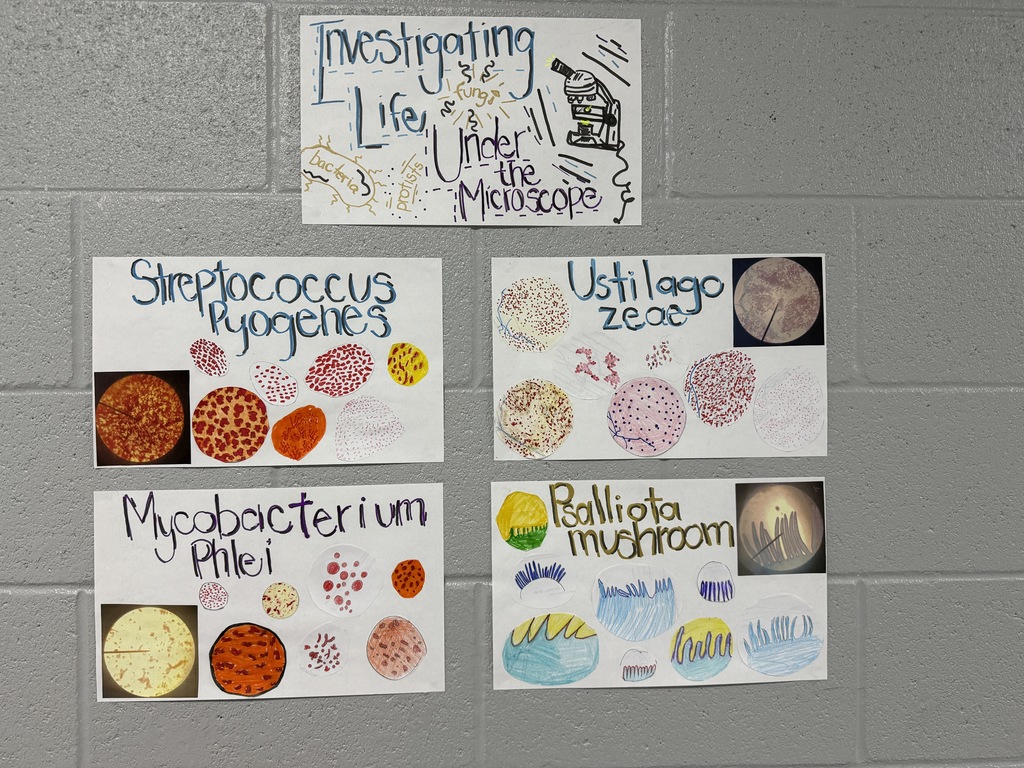 Mrs. Hamilton’s Foundations of Biology students explored the microscopic world