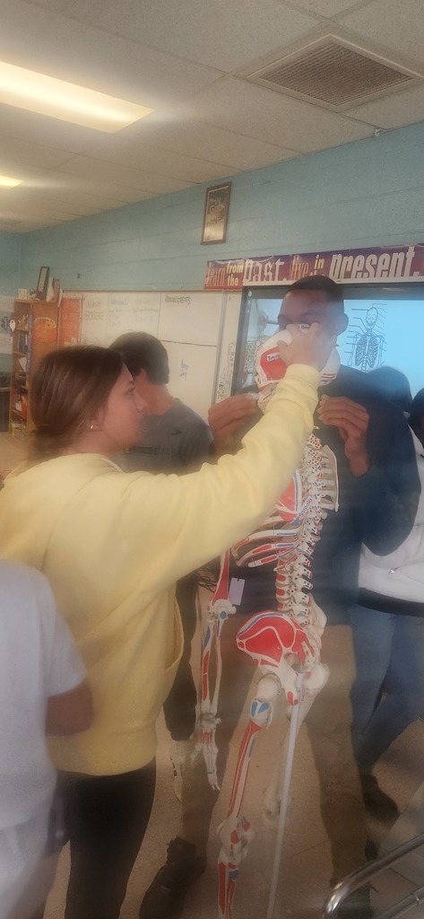 Mrs. Shultice's Health Science year 1 students explored every bone on the class skeleton.