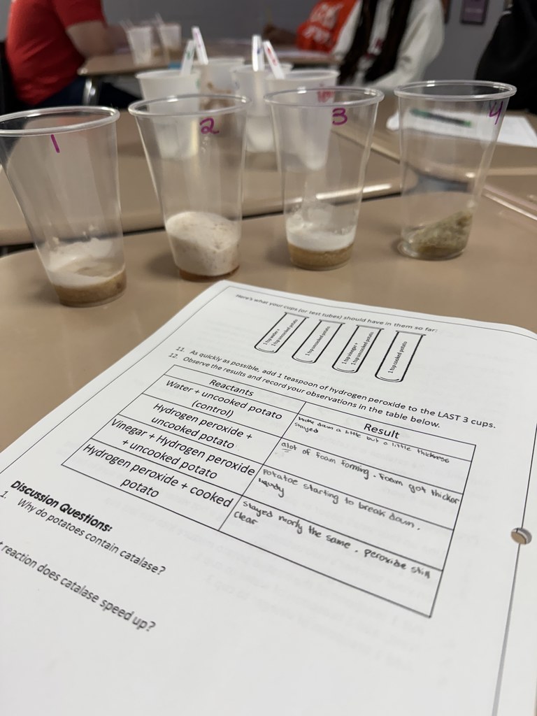 Foundations of Biology classes finished up their biomolecules unit by investigating the effect pH and temperature have on enzyme function in this hands-on lab. 