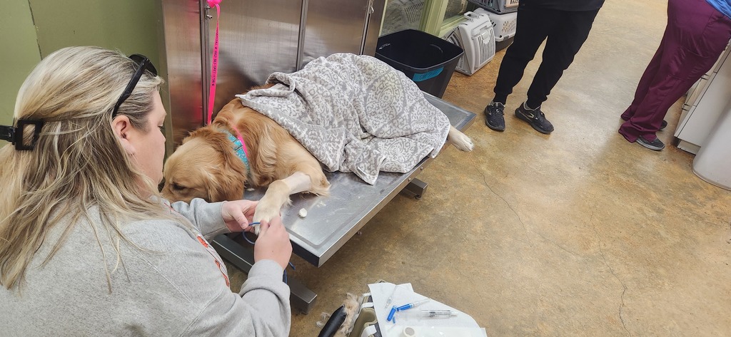 SPHS Healthcare & Clinical Services students had a hands-on learning experience at Family Pet Hospital