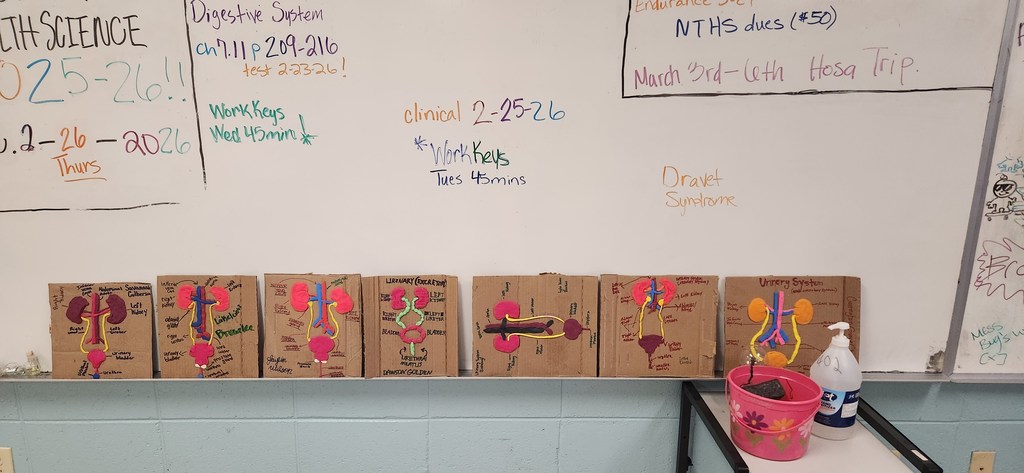 Mrs. Shultice’s Health Science Year One students brought anatomy to life this week.