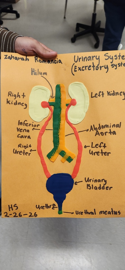 Mrs. Shultice’s Health Science Year One students brought anatomy to life this week.