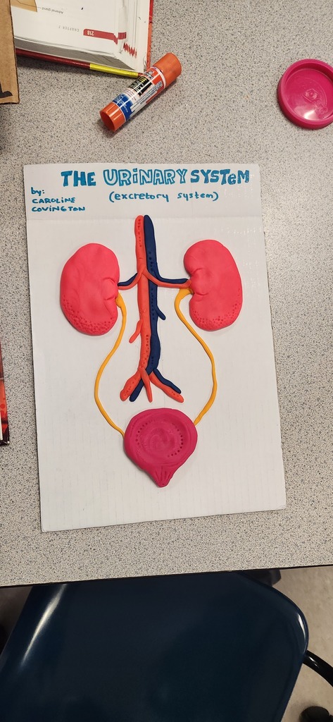 Mrs. Shultice’s Health Science Year One students brought anatomy to life this week.