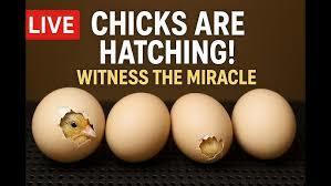 Chics