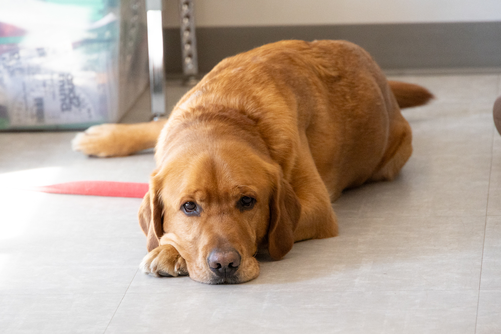 5th and 6th Grade Career Day