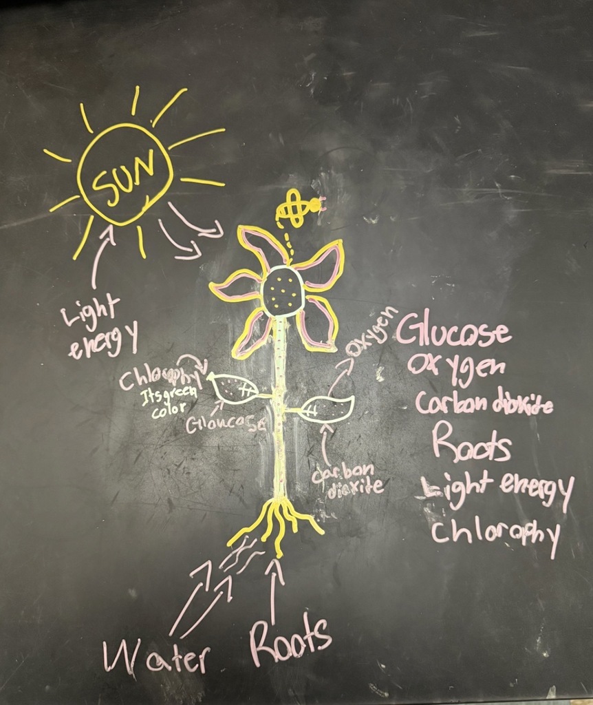 6th Grade Science