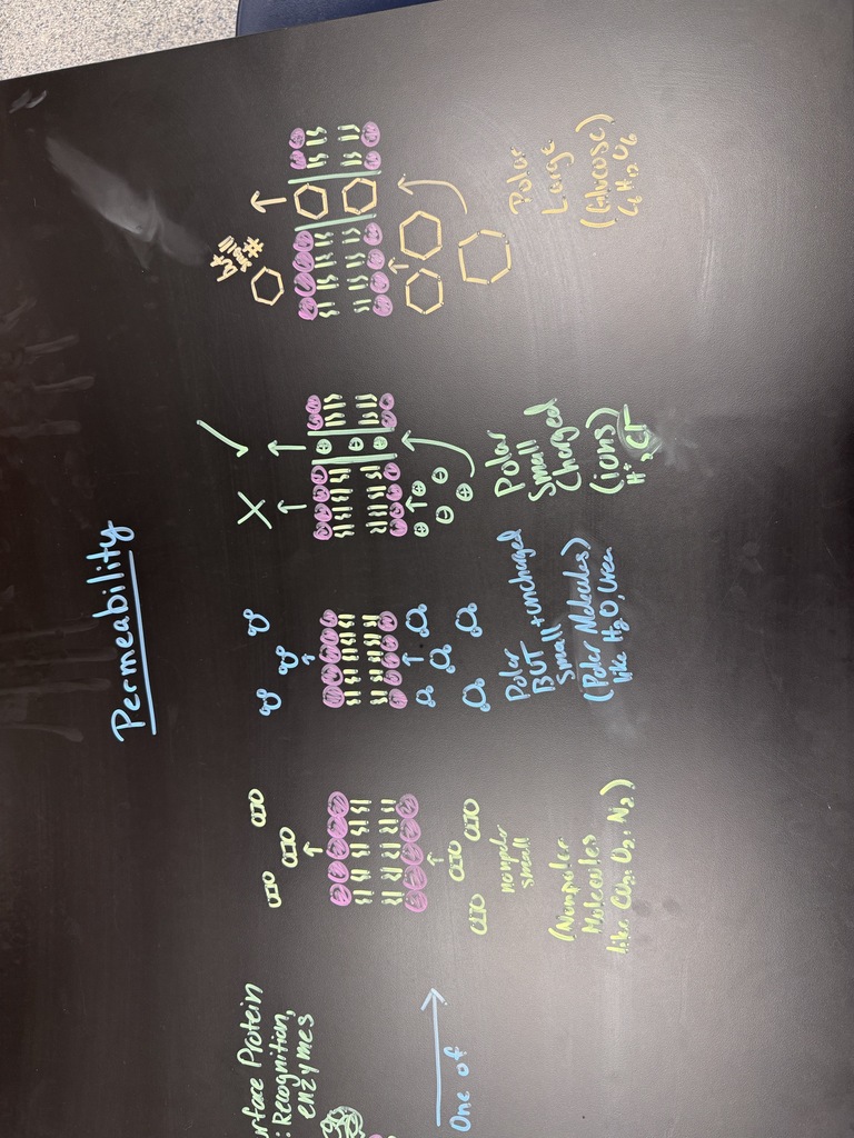 AP Biology
