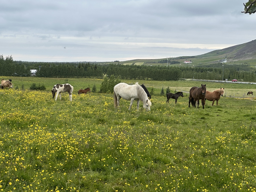 Icelandic Horses