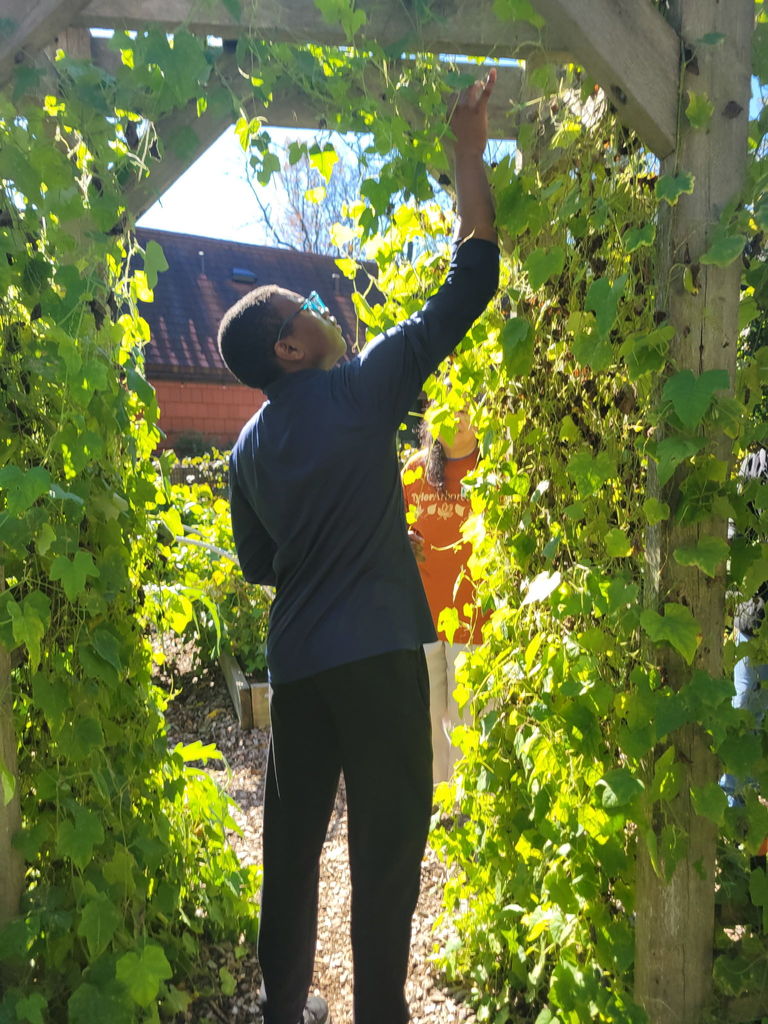 A student reaches up to pick leaves from a tall vine-covered wooden arbor in a garden.