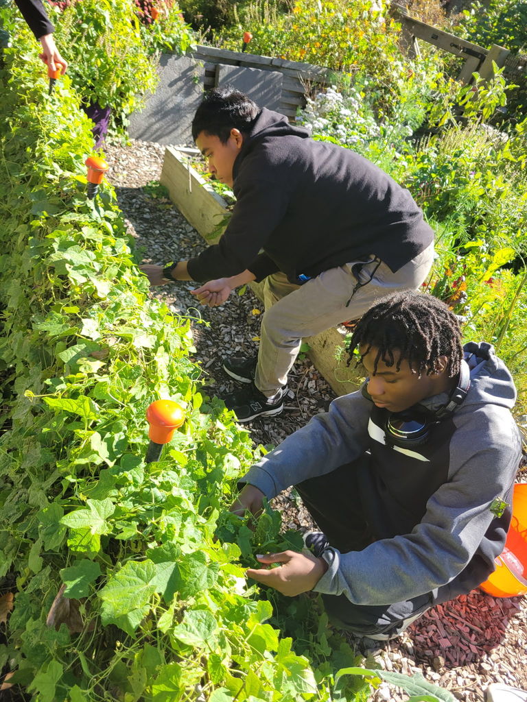 Two students work in a garden, crouching beside a raised bed full of green plants.