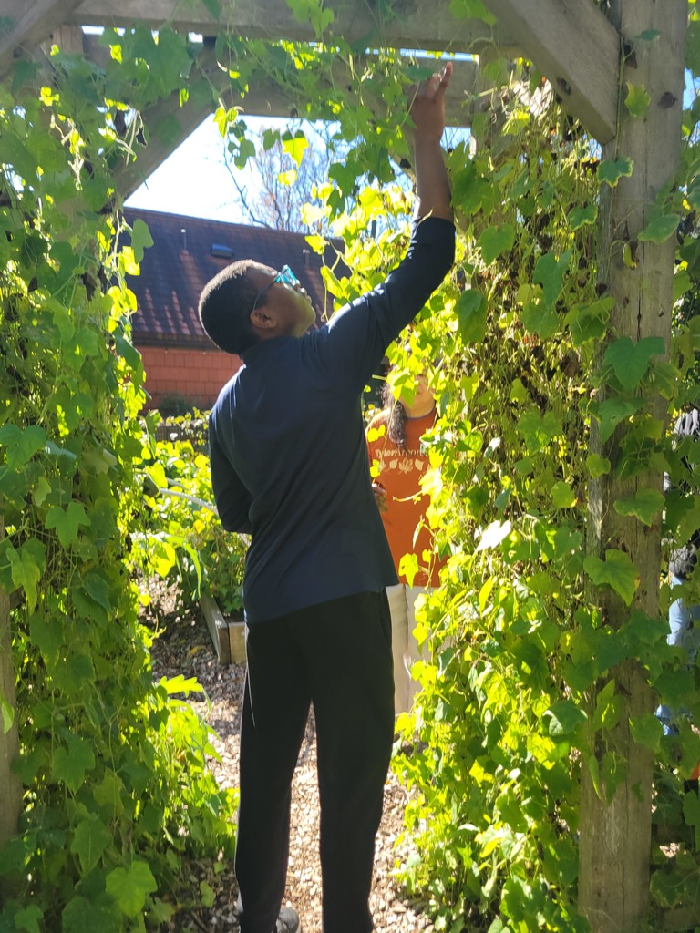 A student reaches up toward a wooden garden arbor covered in green vines, inspecting or picking leaves.