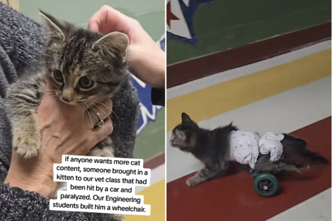 paralyzed kitten