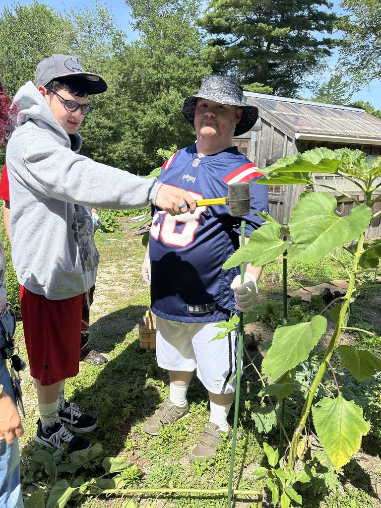 An outdoor photo shows two people standing in a sunny garden next to a large plant with broad green leaves. On the left, a person wearing a grey hooded sweatshirt, red shorts, black sneakers, and a grey baseball cap points a yellow and black rubber mallet toward a green plant stake. On the right, a person wearing a blue New England Patriots football jersey, white shorts, and a dark patterned bucket hat holds the green stake with a gloved hand. In the background, a wooden shed with a corrugated roof stands amidst green trees under a clear blue sky.