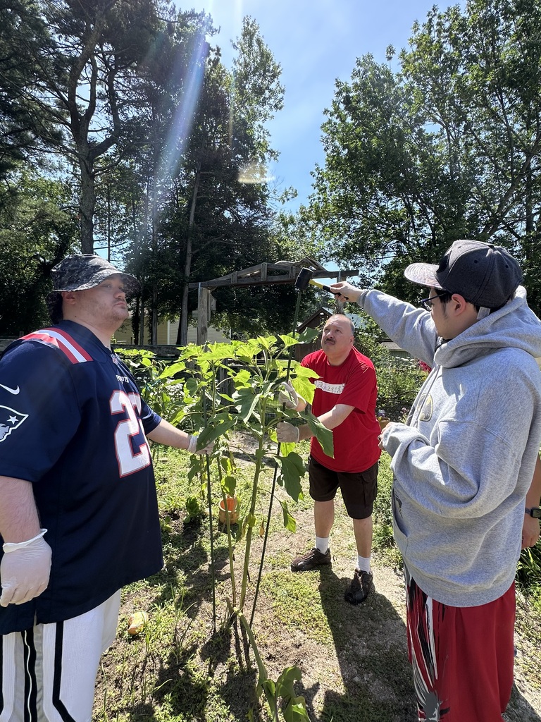 An outdoor photo shows three people in a sunny garden surrounding tall green plants. On the left, a person wearing a blue New England Patriots football jersey, white shorts, and a patterned bucket hat looks upward toward a raised mallet. In the center, a man wearing a red t-shirt, dark shorts, and white gloves holds a green plant stake steady. On the right, a person in a grey hooded sweatshirt, red shorts, and a grey baseball cap holds a black and yellow mallet high, hammering the top of a tall green stake into the ground. Lush green trees frame the background under bright sunlight that creates a visible lens flare.