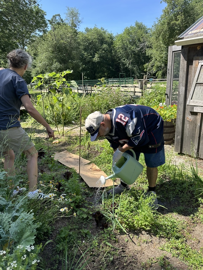 An outdoor photo shows two people working in a lush garden next to a wooden shed on a sunny day. On the right, a man wearing a blue New England Patriots jersey with the number 12, blue shorts, a baseball cap, and white gloves bends over to water small plants with a light-green watering can. On the left, another person in a blue t-shirt and tan shorts stands facing the garden bed, pointing toward the plants. The garden includes various green plants, flowers, cardboard weed barriers on the ground, and tall leafy plants supported by stakes in the background, all set against a backdrop of dense green trees.