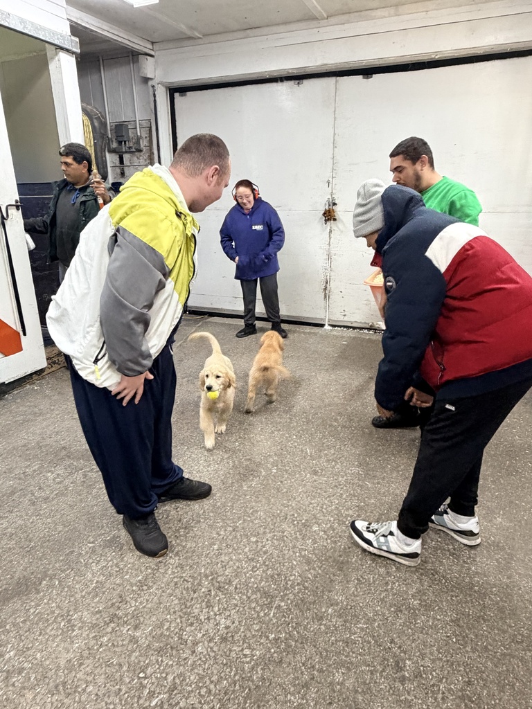 A woman and two men stand around two Golden Retriever puppies that are playing