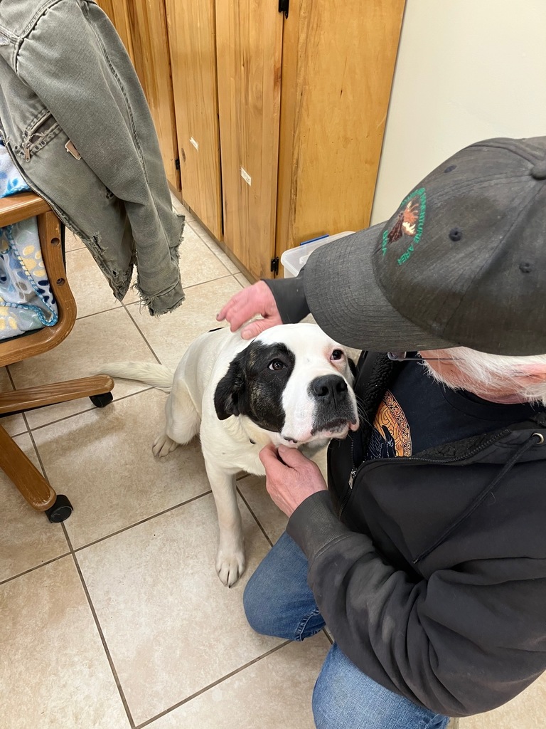 project for animal shelter