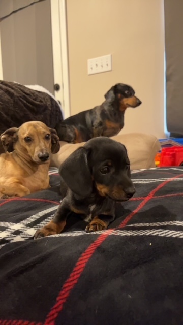 Dogs
