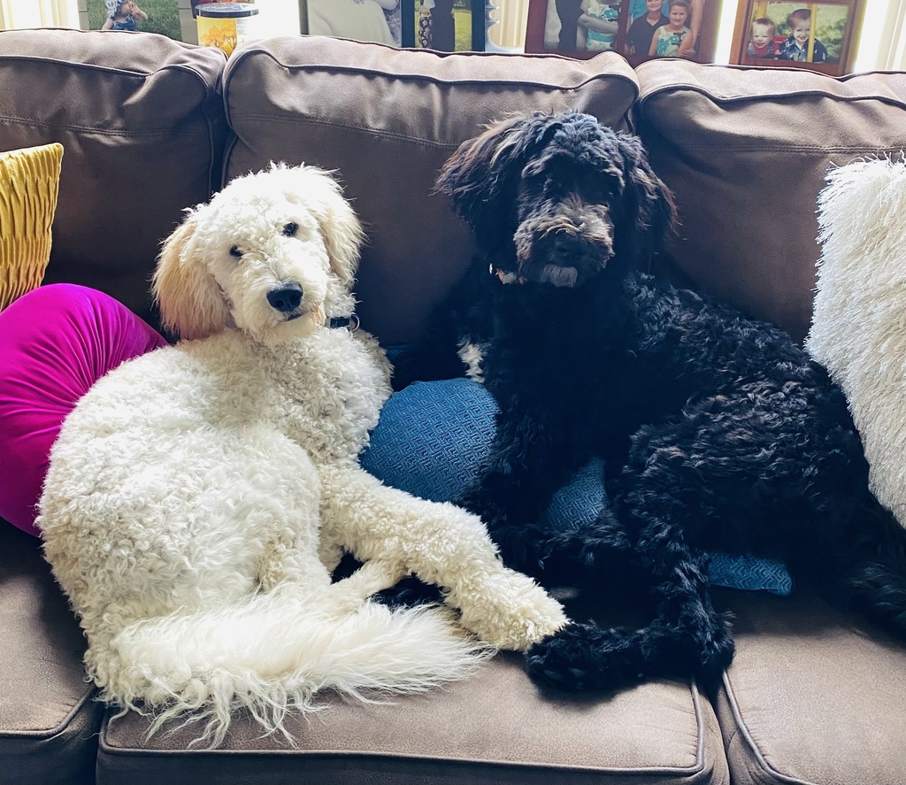 Dogs