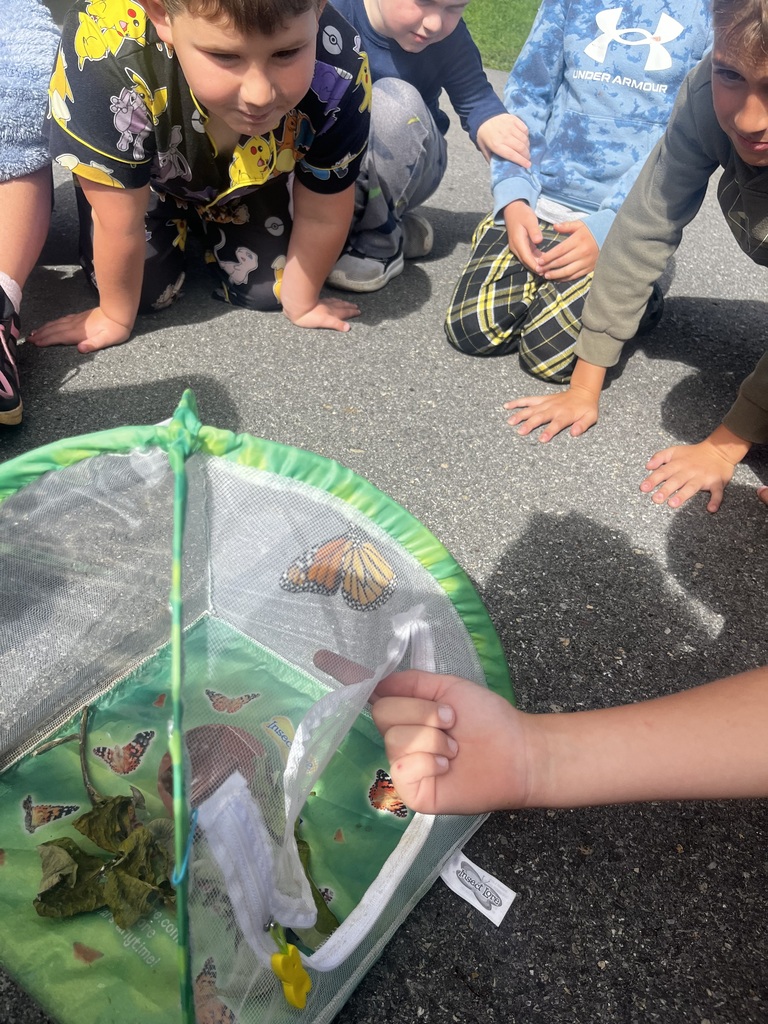 photo of butterfly development