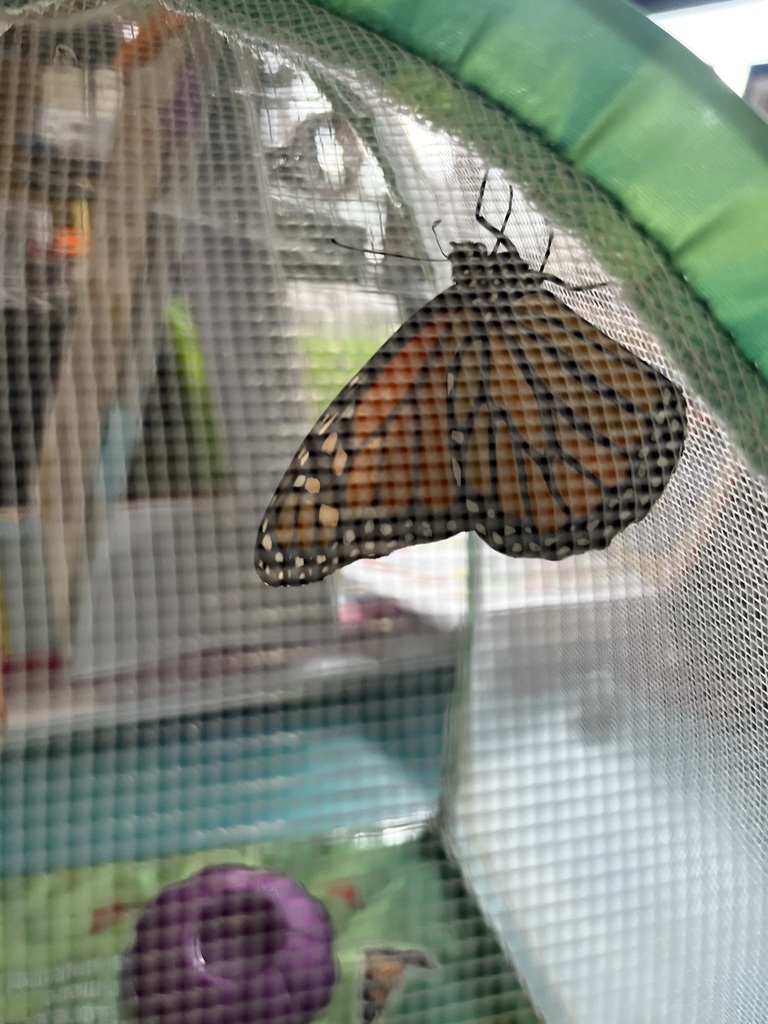 photo of butterfly development