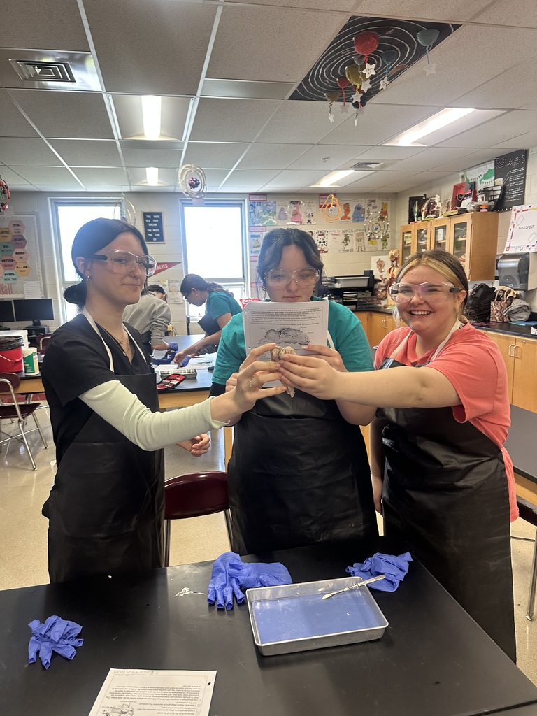 dissection of the brain