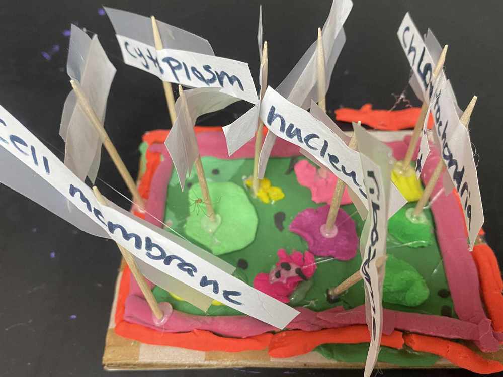cell1