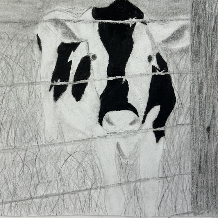 cow for MONA