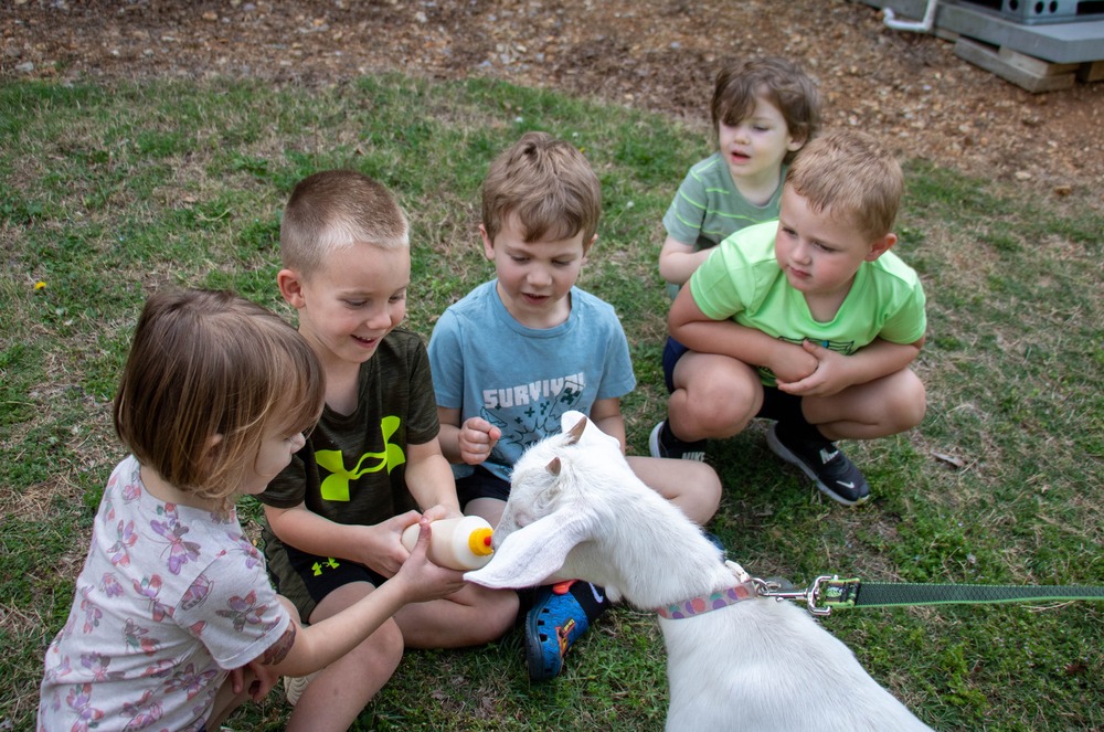 preschool children feeding a goat