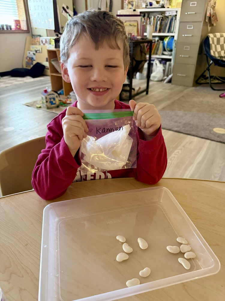child doing Lima bean experiment