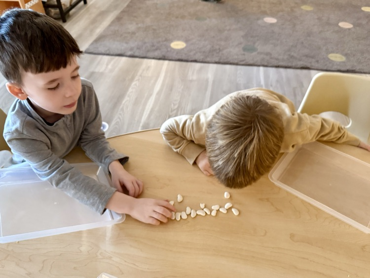 child doing Lima bean experiment