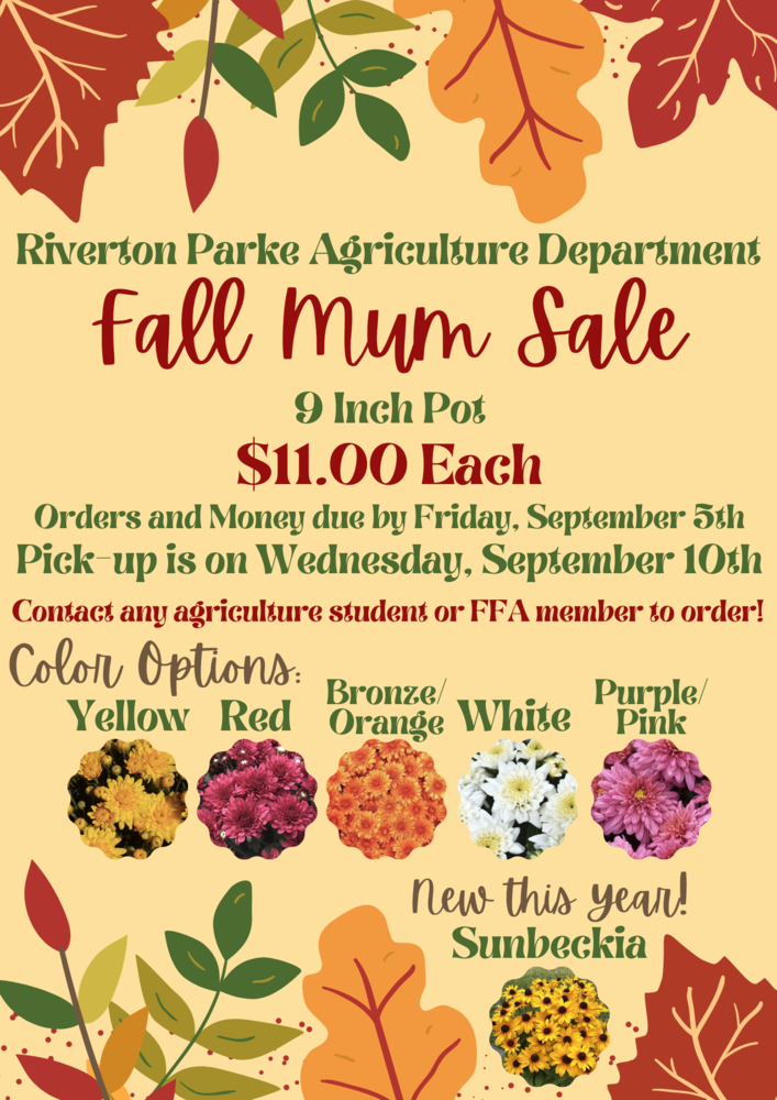 Fall mum sale