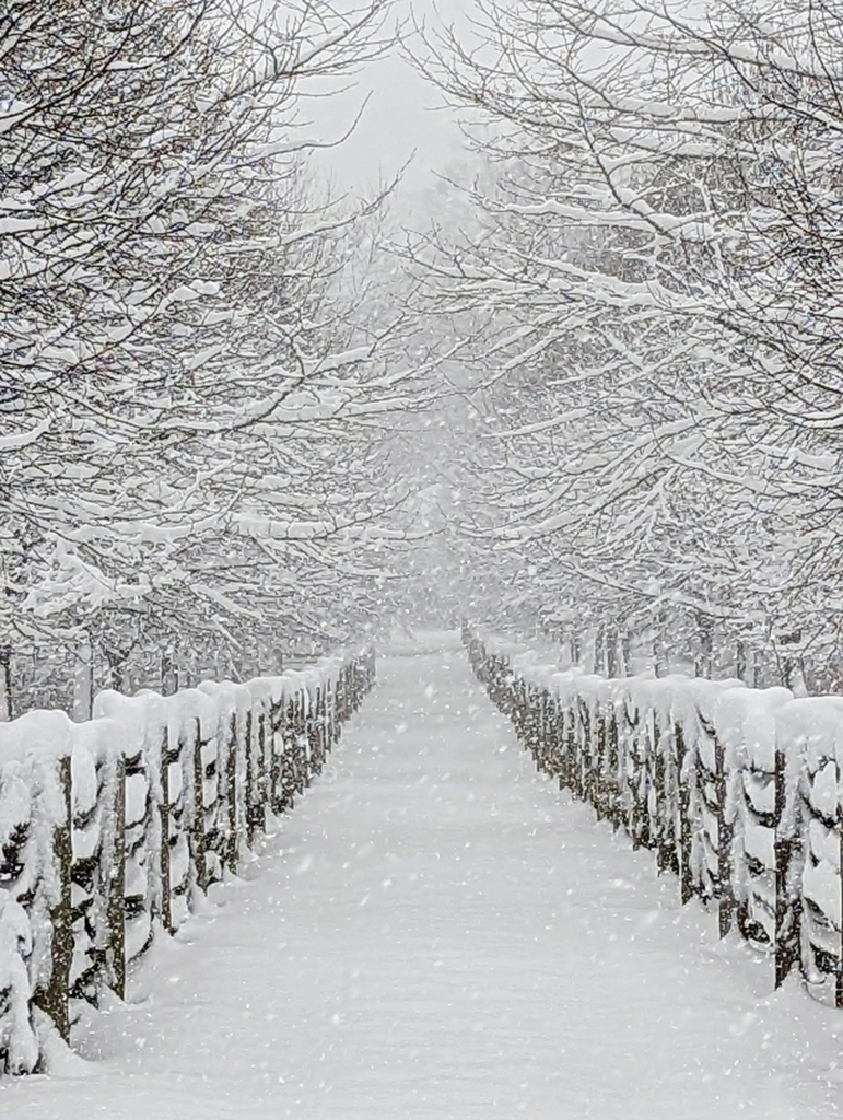 January 26th-30th Weekly Announcements