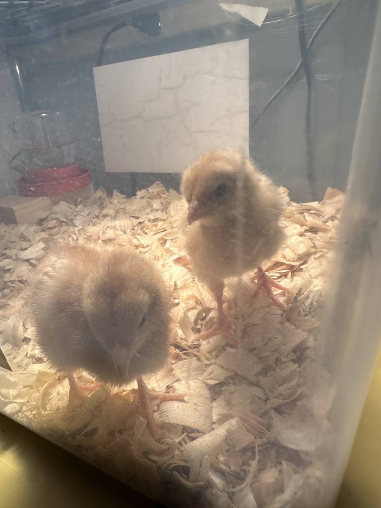 Daisy and Daffodil