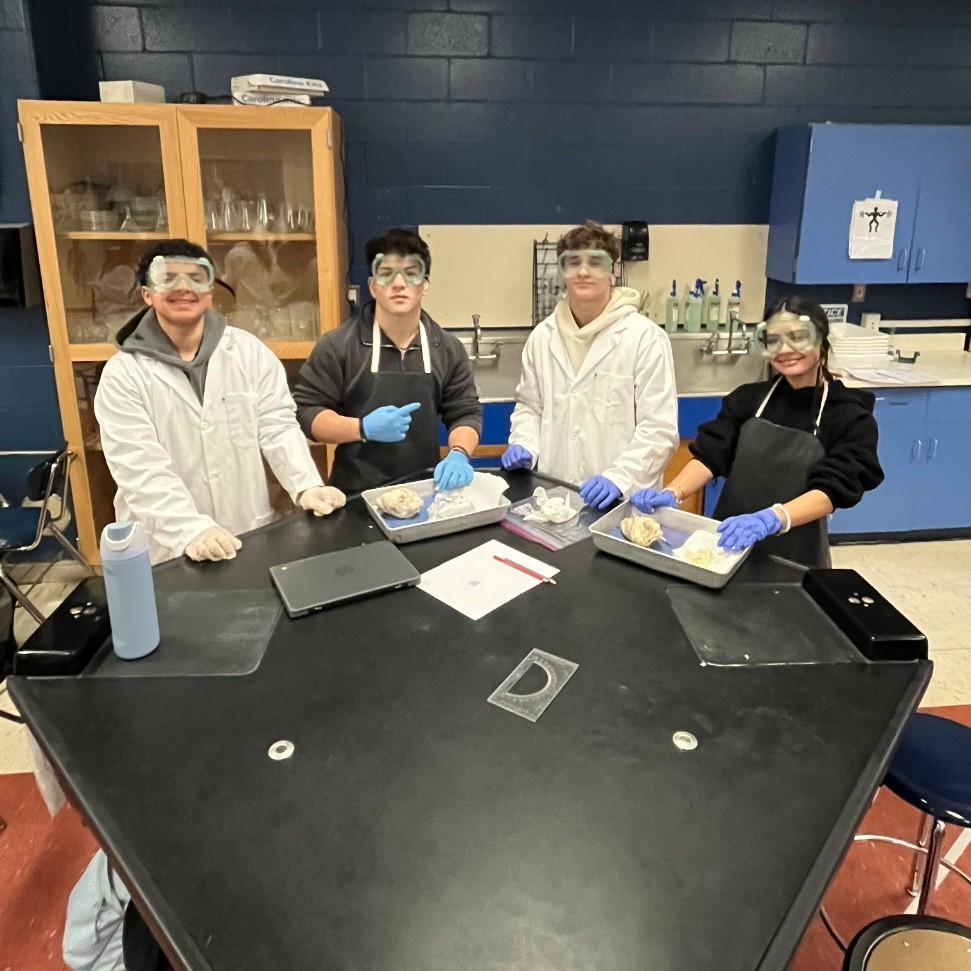 dissection