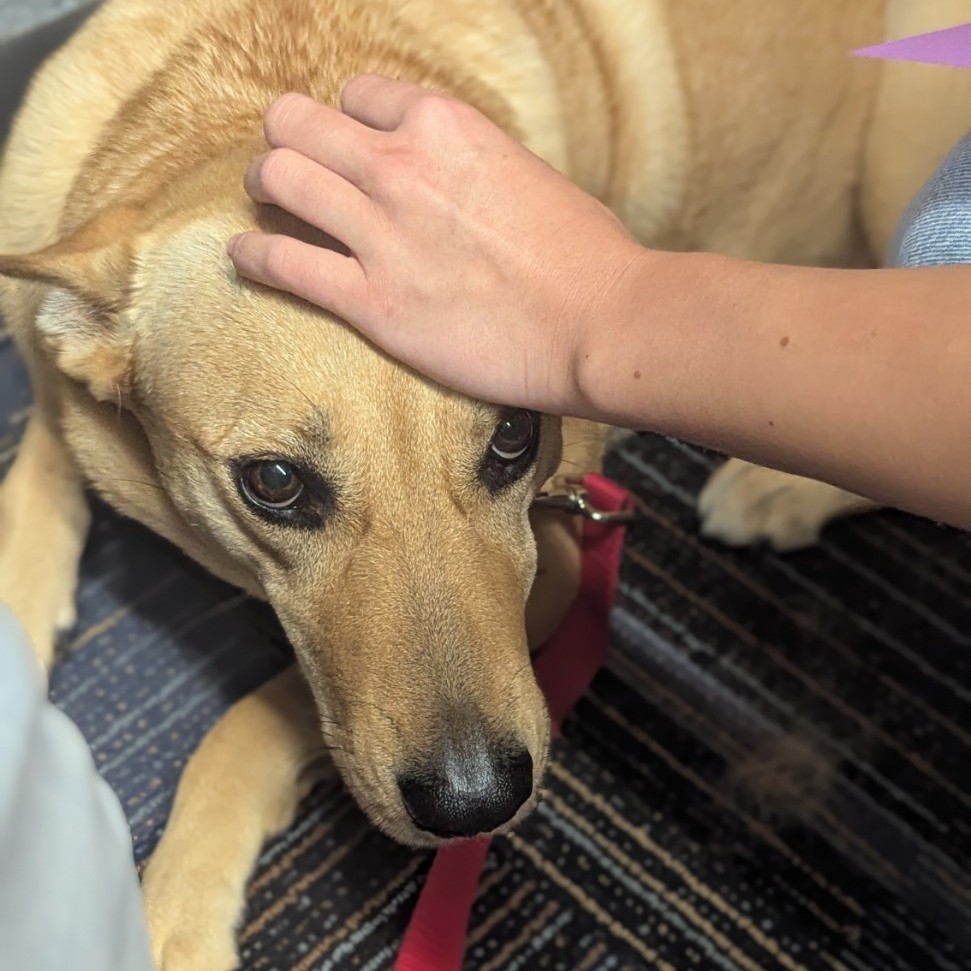 dog
