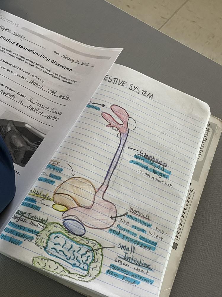 Body systems - 6th grade science