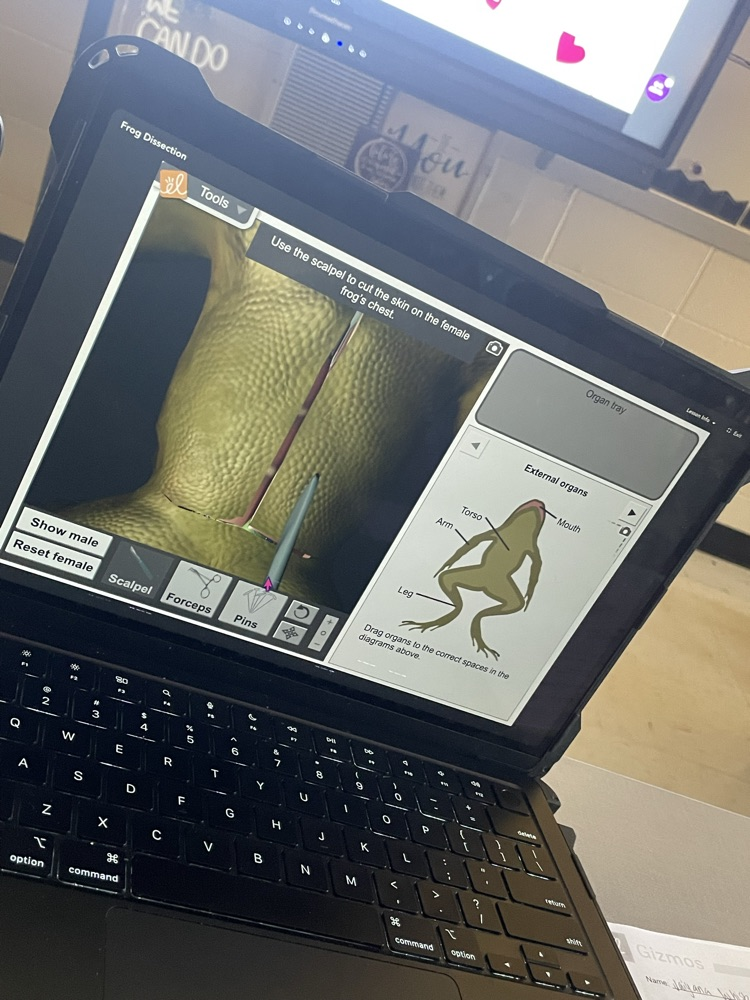 Body systems - 6th grade science