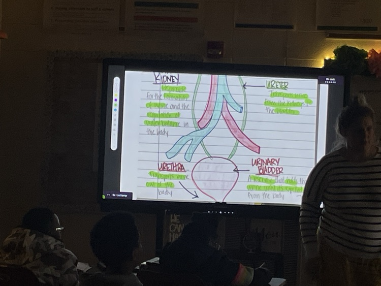 Body systems - 6th grade science