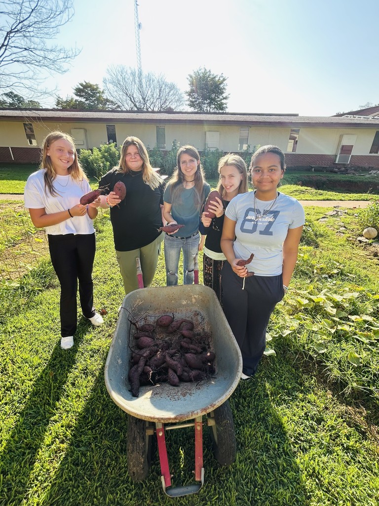 LMS Ag-Ed student harvesting sweet potatoes