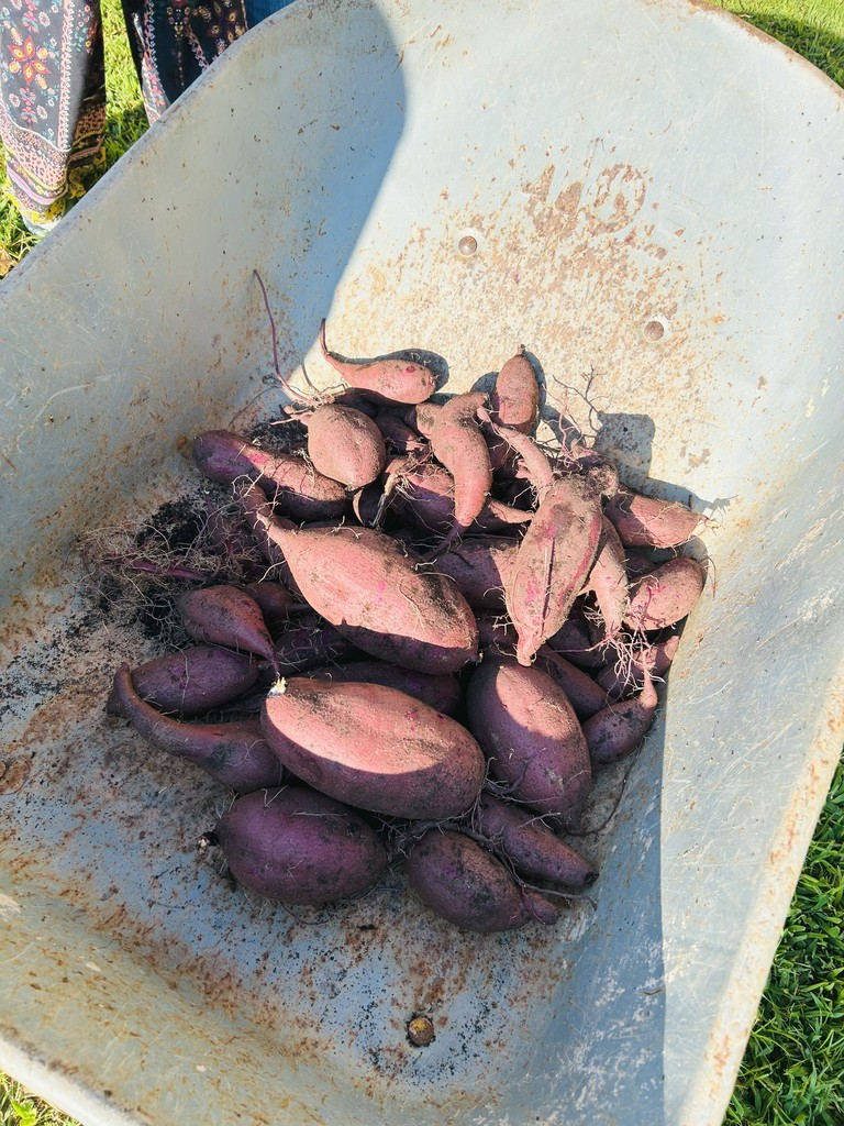 LMS Ag-Ed sweet potato harvest