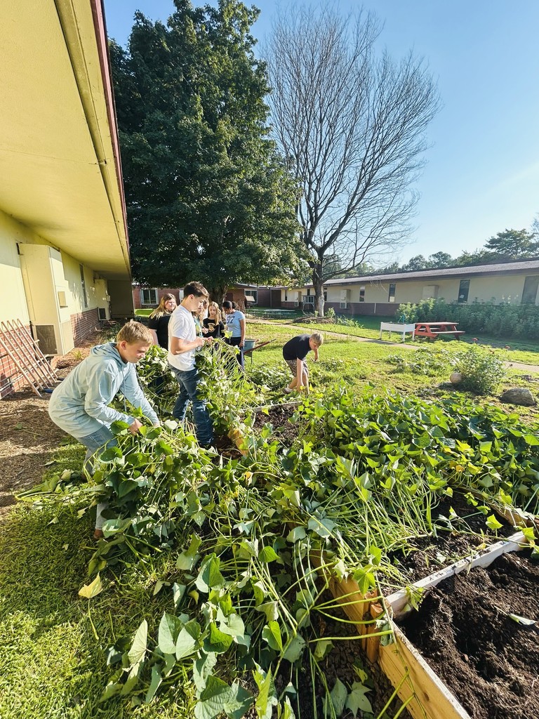 LMS Ag-Ed students harvesting sweet potatoes