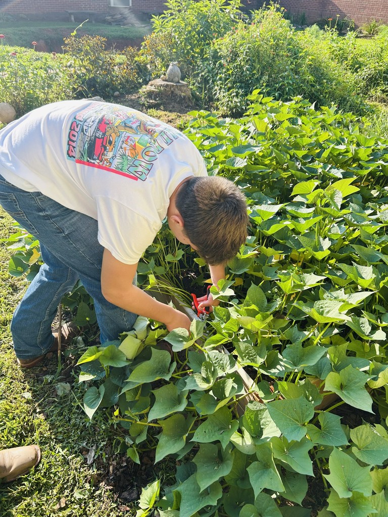 LMS Ag-Ed student harvesting sweet potatoes