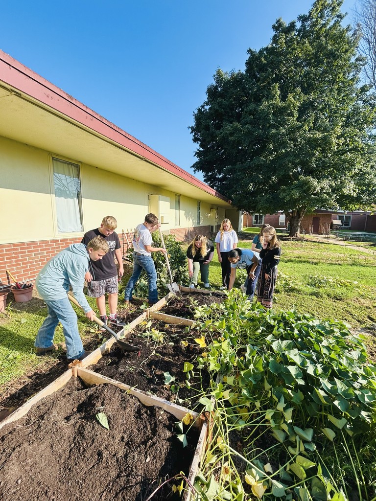 LMS Ag-Ed student harvesting sweet potatoes