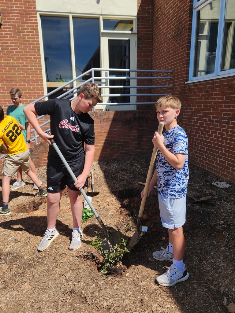 LMS Betas plant flowers