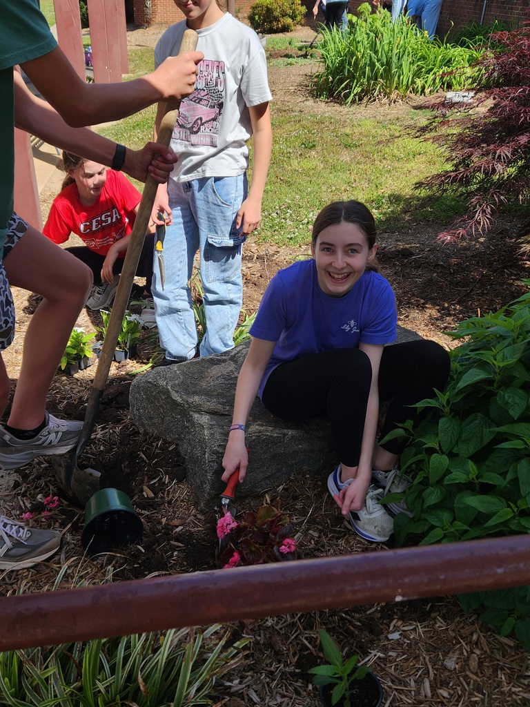 LMS Betas plant flowers
