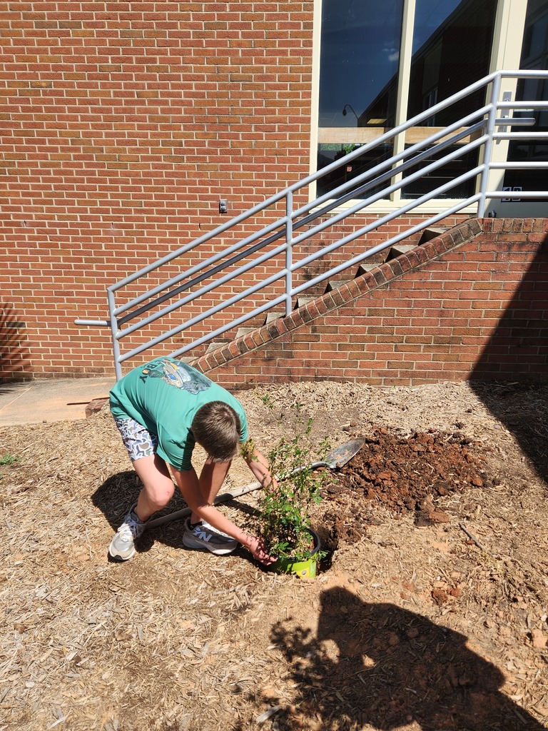 LMS Betas plant flowers