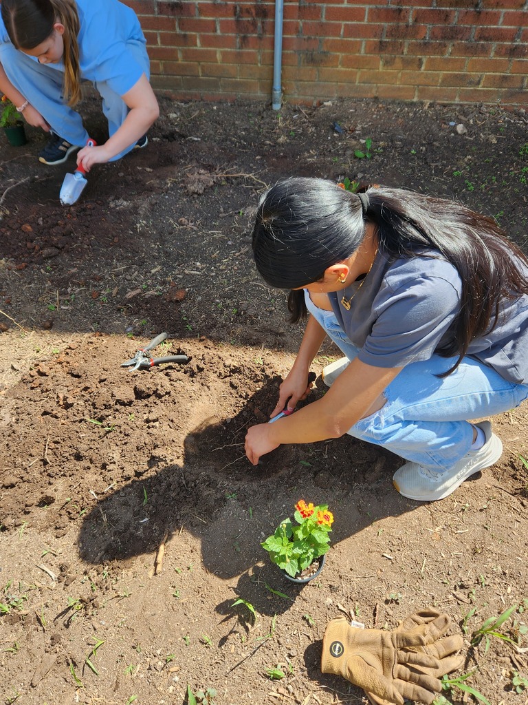 LMS Betas plant flowers