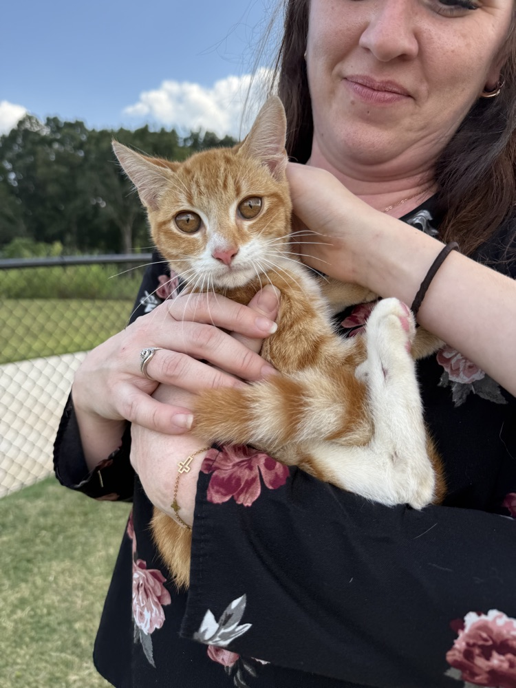 teacher with a kitten