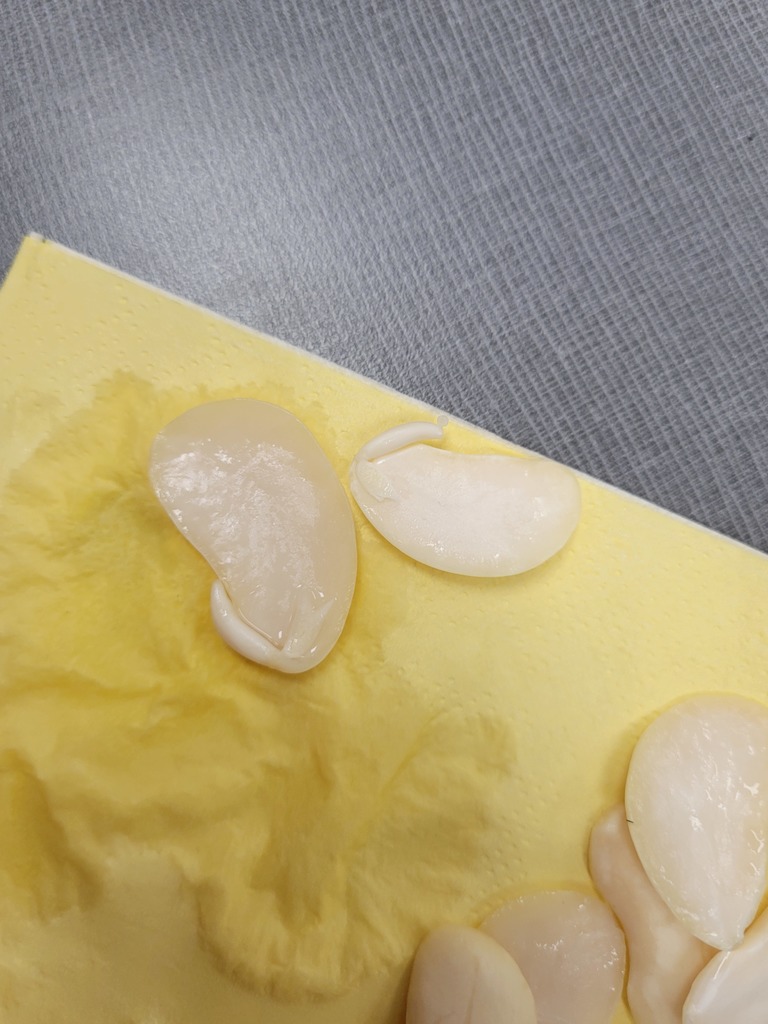varner's science- bean disecting
